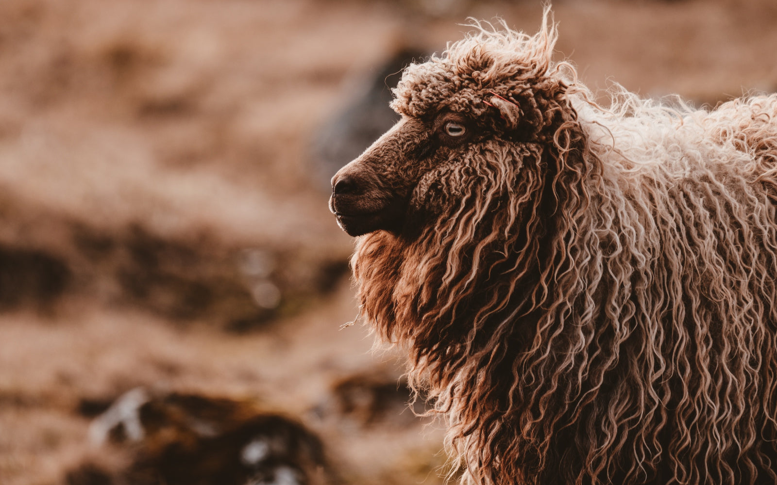 Warum wir Merinowolle verwenden