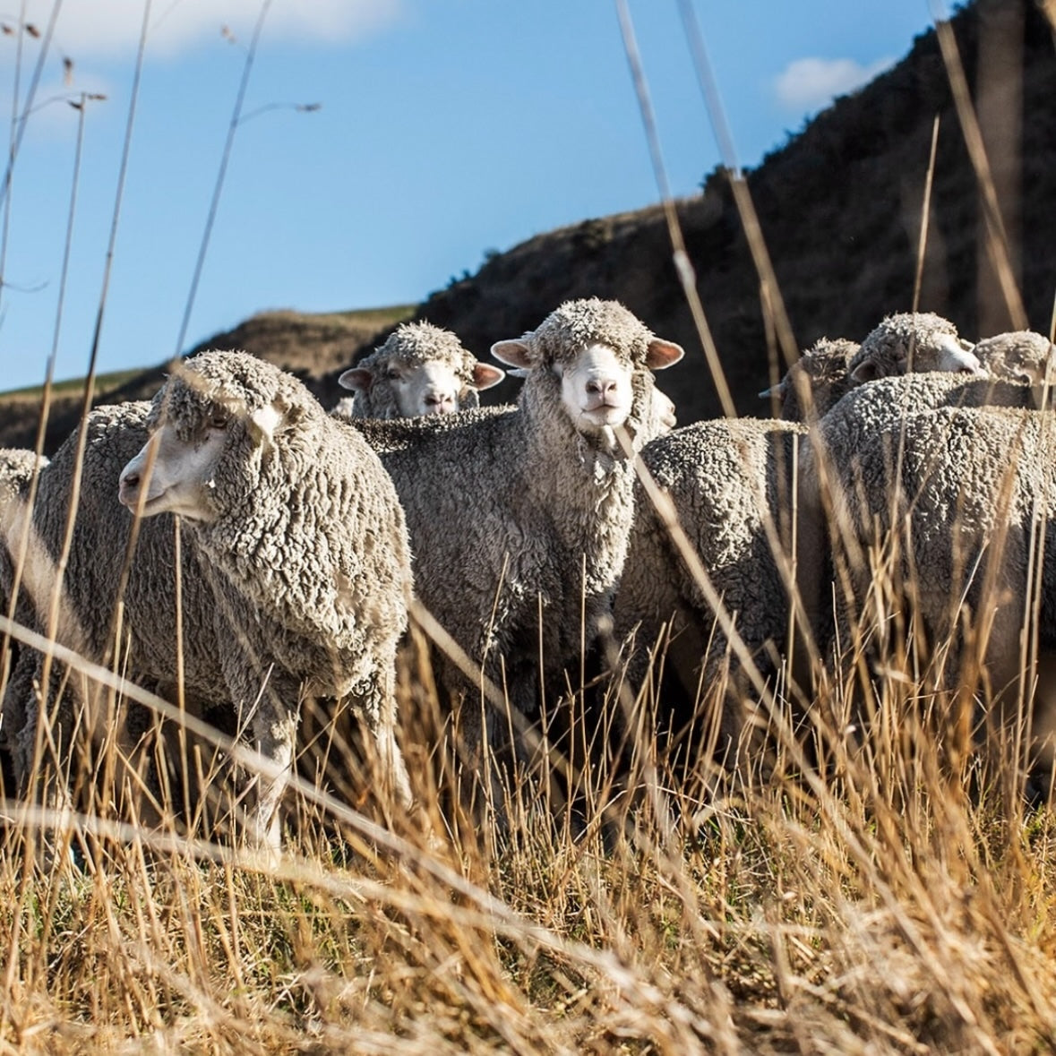 Warum wir Merinowolle verwenden